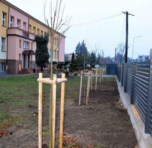 Nasadzenia drzew przy Publicznej Szkole Podstawowej Nr 3