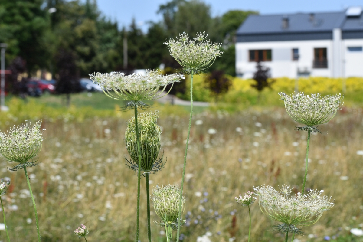 Fauna i flora zieleni miejskiej 48