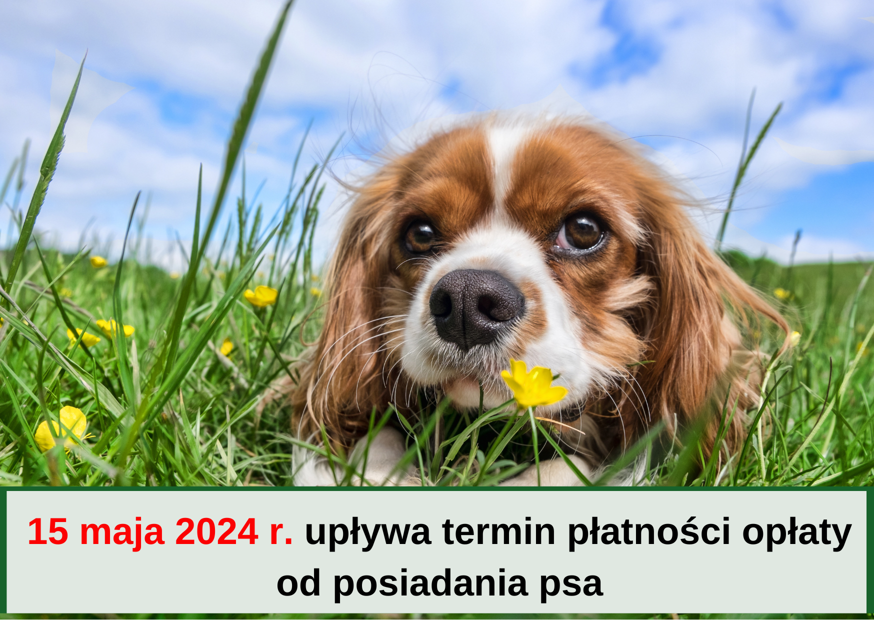 Upływa termin płatności opłaty od posiadania psa (zdjęcie psa)