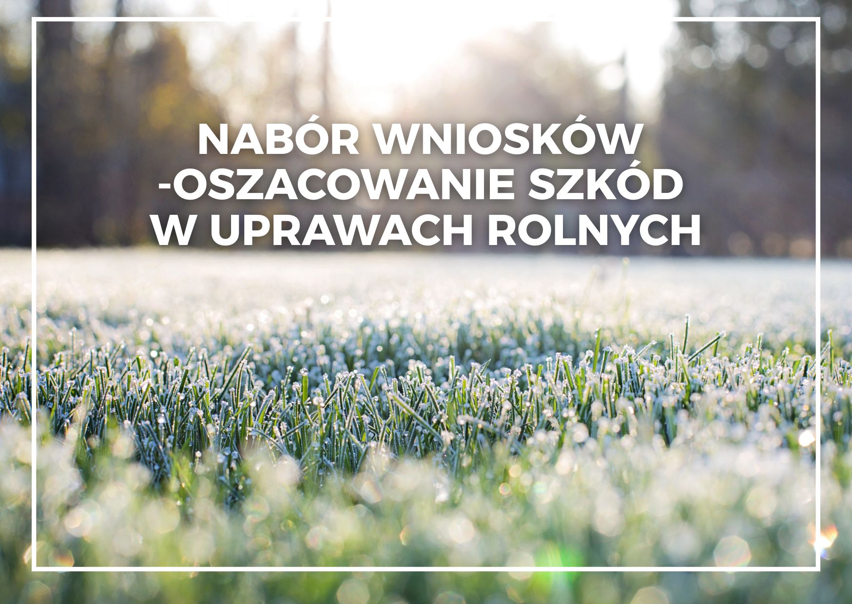 Nabór wniosków - oszacowanie szkód w uprawach rolnych (Obrazek wyróżniający przedstawiający łąkę i las)