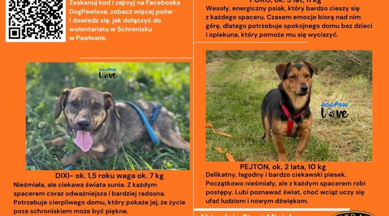 Zdjęcia psów czekających na adopcję