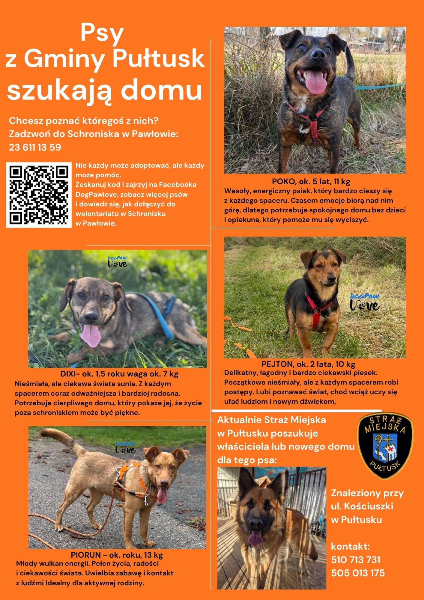 Zdjęcia psów czekających na adopcję