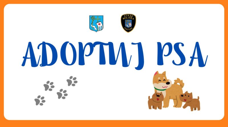 Pieski z Gminy Pułtusk szukają domu! (Obrazek wyróżniający)