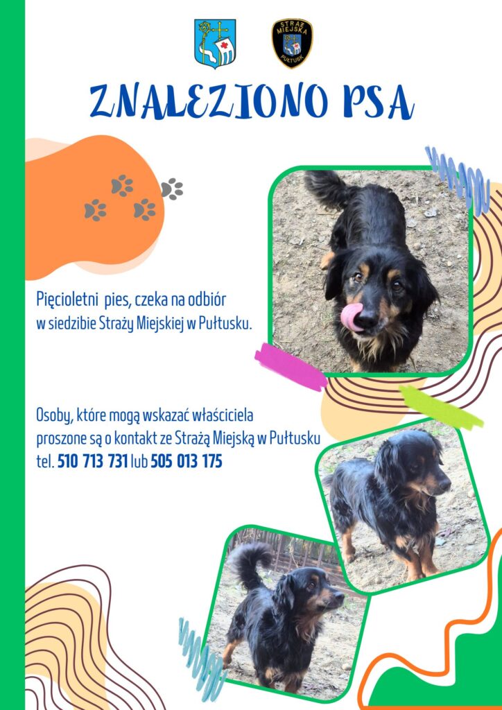Plakat dot. psa czekającego na adopcję