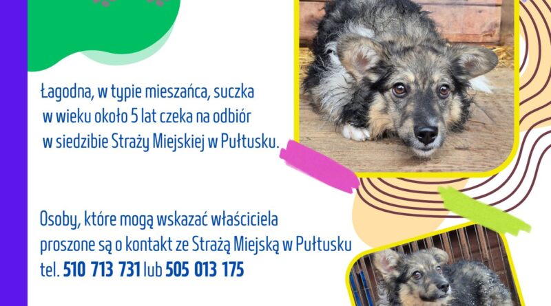 Plakat ze znalezioną suczką