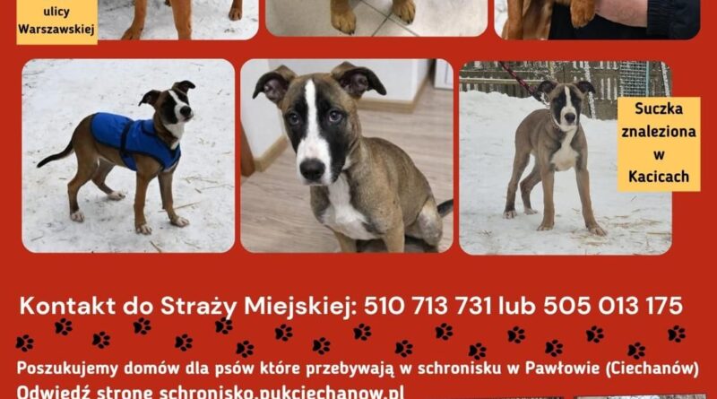 Plakat dot. psów czekających na adopcję