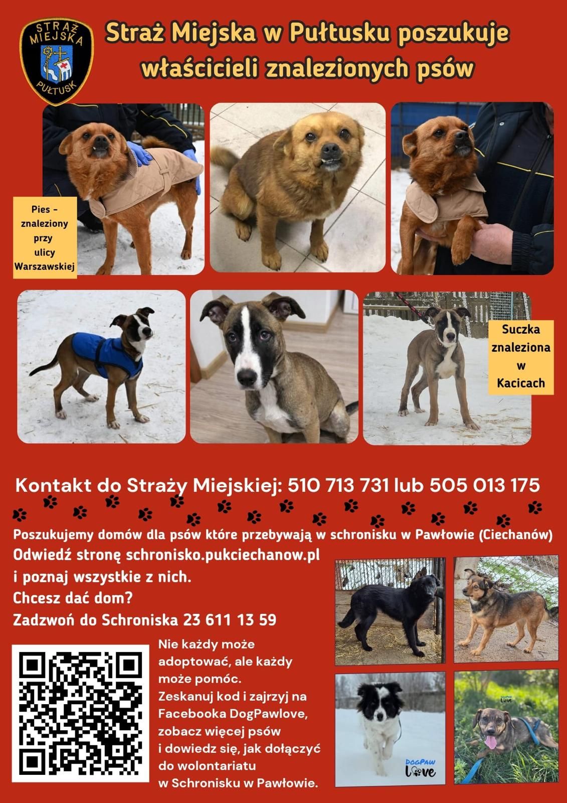 Plakat dot. psów czekających na adopcję