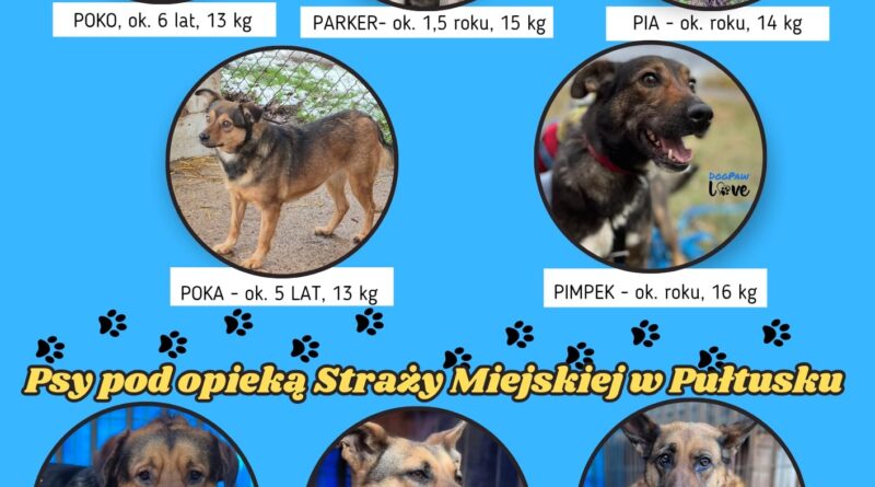 Plakat przedstawiający psy czekające na adopcję